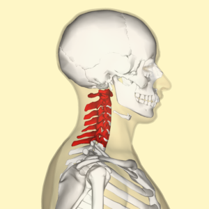vertebra cervicale